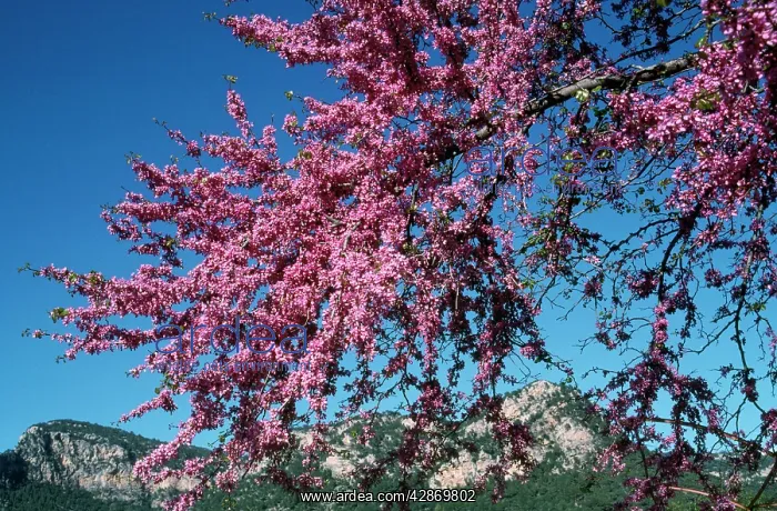 : JUDAS tree - In flower : JUDAS tree - In flower