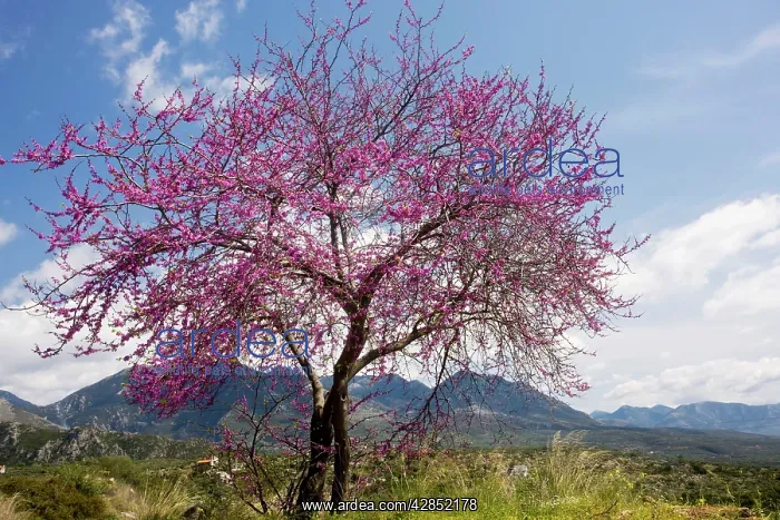 : Judas Tree - in flower in the greek countryside : Judas Tree - in flower in the greek countryside