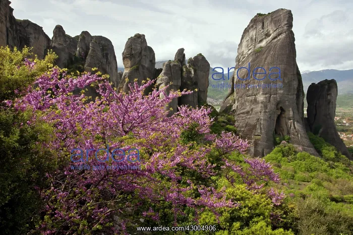 : Judas Tree - in flower in spring with Conglomerate : Judas Tree - in flower in spring with Conglomerate