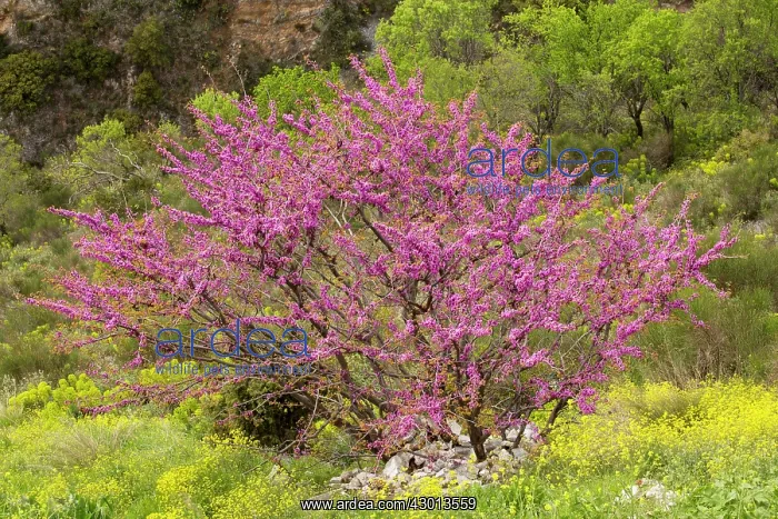 : Judas Tree in flower in spring amongst wild flowers : Judas Tree in flower in spring amongst wild flowers