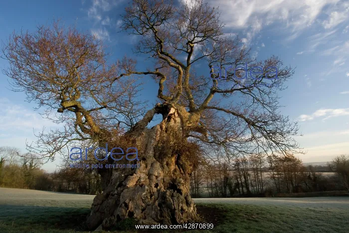 : Judge Wyndham's Oak at Silton : Judge Wyndham's Oak at Silton