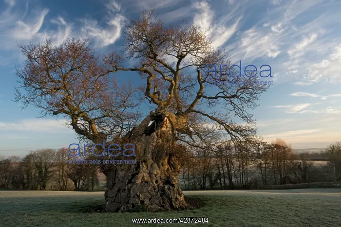 : Judge Wyndham's Oak at Silton : Judge Wyndham's Oak at Silton