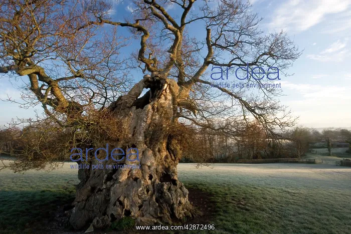 : Judge Wyndham's Oak at Silton : Judge Wyndham's Oak at Silton