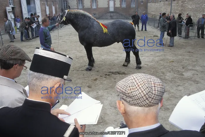 : Judges in a contest of Percherons Orne France : Judges in a contest of Percherons Orne France