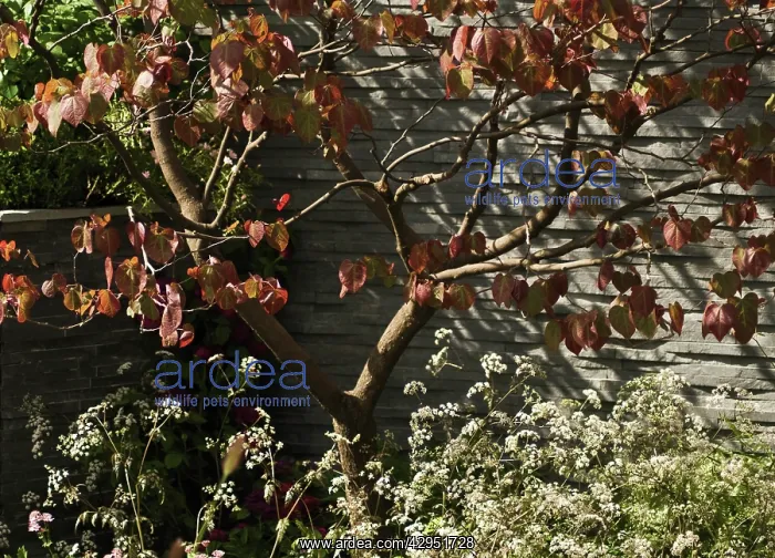 : Judustree, Cercis ciliquastrum : Judustree, Cercis ciliquastrum