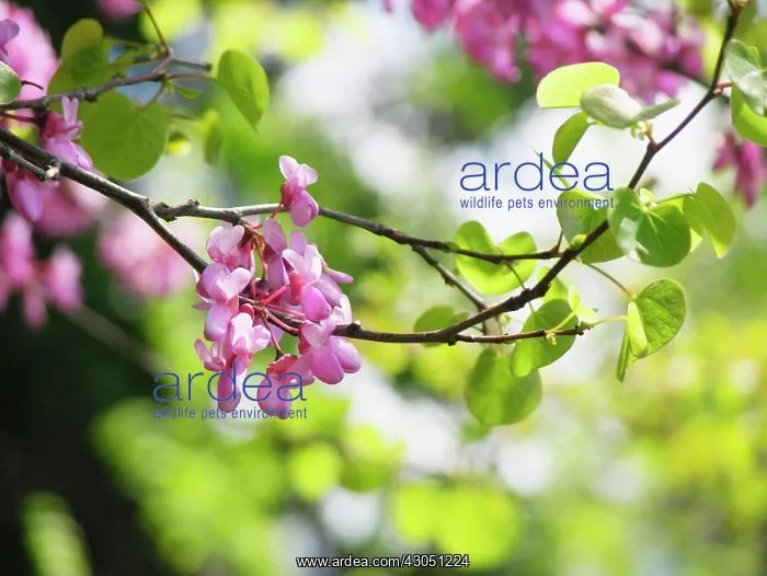 : Judustree, Cercis ciliquastrum : Judustree, Cercis ciliquastrum