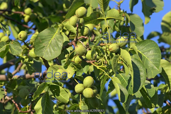 : Juglans Walnut on tree : Juglans Walnut on tree