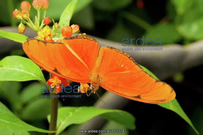 : Julia Butterfly : Julia Butterfly