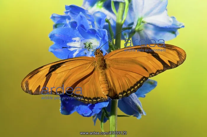 : Julia Butterfly : Julia Butterfly