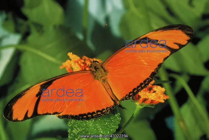 : Julia butterfly : Julia butterfly