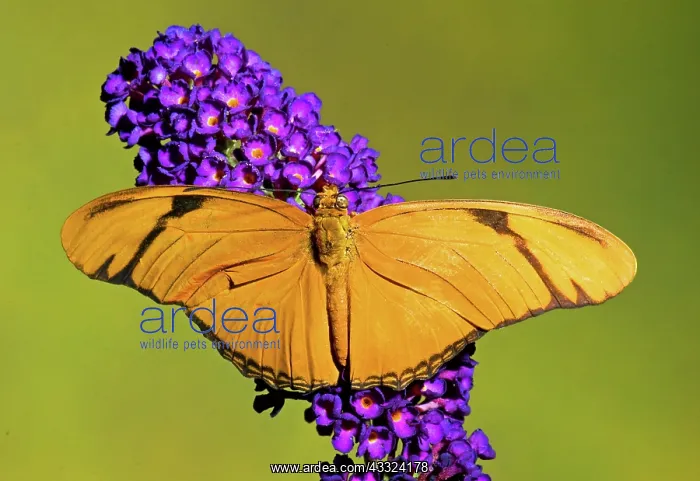 : Julia Butterfly (Dryas iulia) : Julia Butterfly (Dryas iulia)