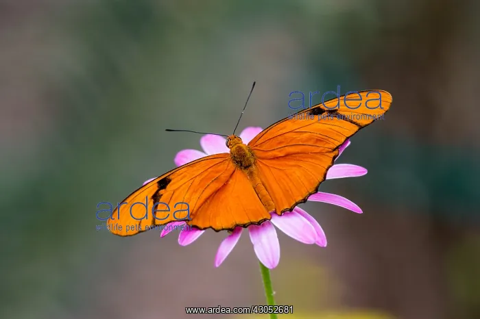  : Julia Butterfly, Julia Heliconian, The Flame, or
