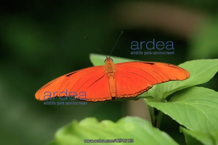  : Julia Heliconian Butterfly - resting on leaf