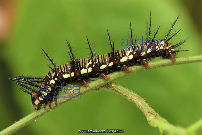  : Julia Longwing  /  Julia Heliconian Butterfly - Caterpillar