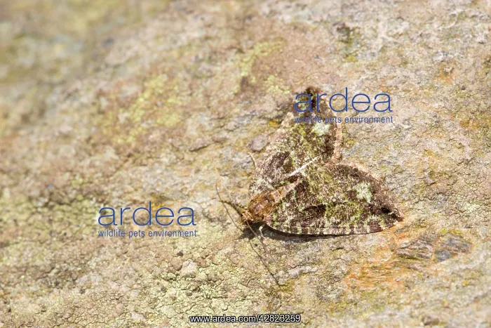 : July Highflyer Moth : July Highflyer Moth