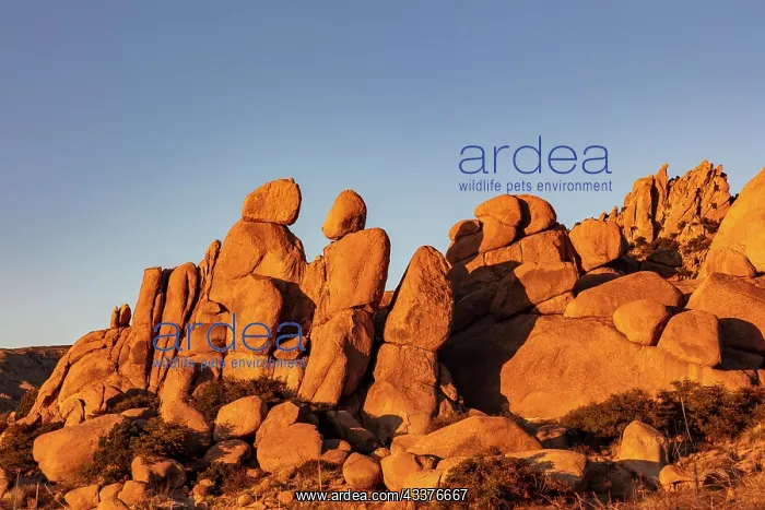 : Jumbled granite boulders at Council Rocks in the : Jumbled granite boulders at Council Rocks in the