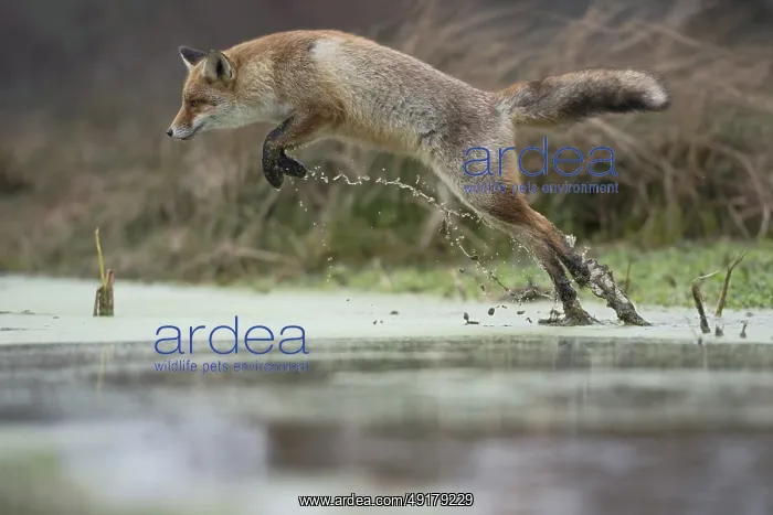 : The jump... Red fox (Vulpes vulpes) : The jump... Red fox (Vulpes vulpes)
