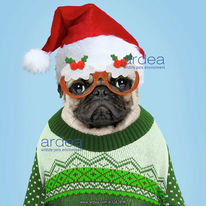 : Dog Pug in Christmas jumper hat and glasses Digital Manipulation : Dog Pug in Christmas jumper hat and glasses Digital Manipulation