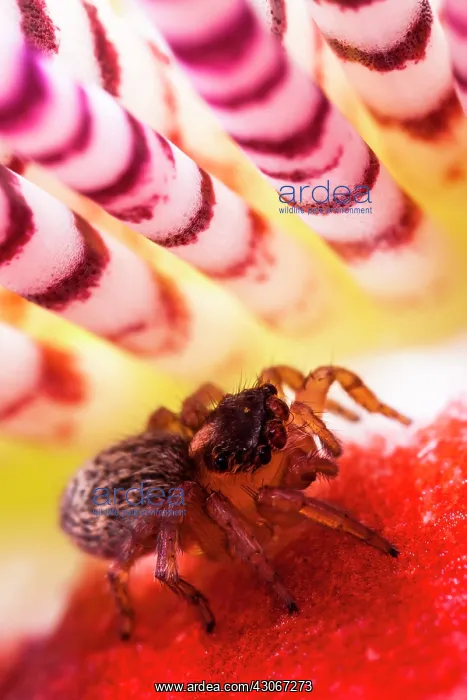 : Jumper Spider ( Saitis barbipes ) female on the : Jumper Spider ( Saitis barbipes ) female on the