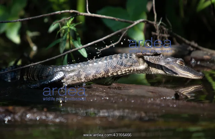 : Jumping Alligator : Jumping Alligator