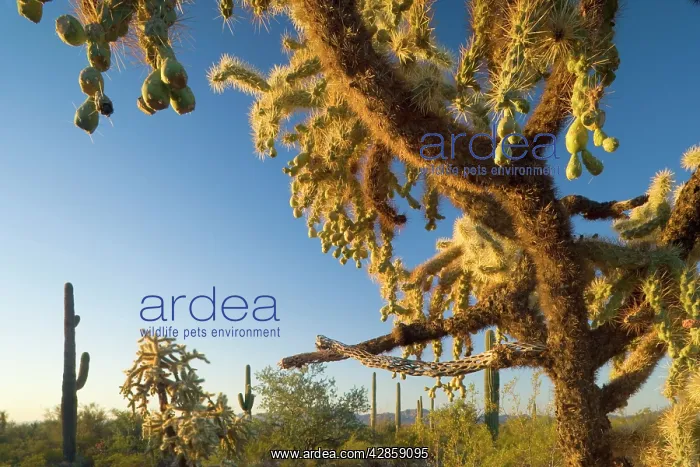: Jumping / Chain Fruit Cholla - sonoran desert plant : Jumping / Chain Fruit Cholla - sonoran desert plant