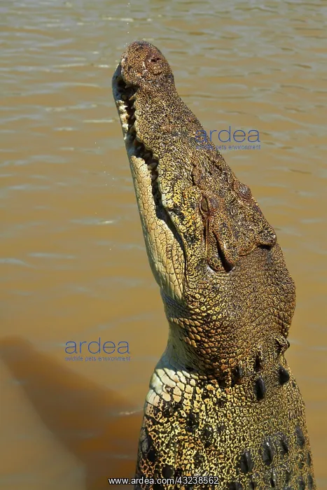 : Jumping crocodile, Adelaide River, Northern : Jumping crocodile, Adelaide River, Northern
