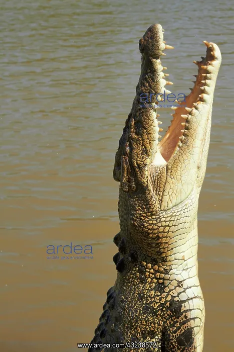 : Jumping crocodile, Adelaide River, Northern : Jumping crocodile, Adelaide River, Northern