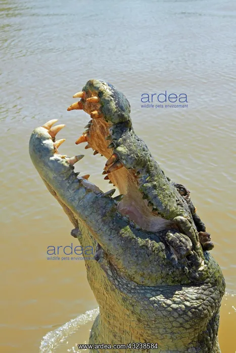 : Jumping crocodile, Adelaide River, Northern : Jumping crocodile, Adelaide River, Northern
