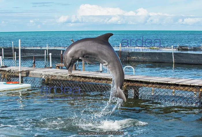: Jumping of a dolphin, at a show of Bottlenose Dolphins : Jumping of a dolphin, at a show of Bottlenose Dolphins