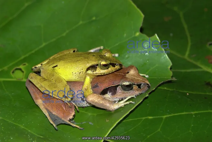 : Jumping Frog - pair mating. Endemic : Jumping Frog - pair mating. Endemic