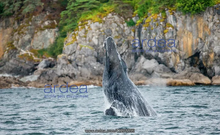  : Jumping of Humpback whale (Megaptera novaeanglia