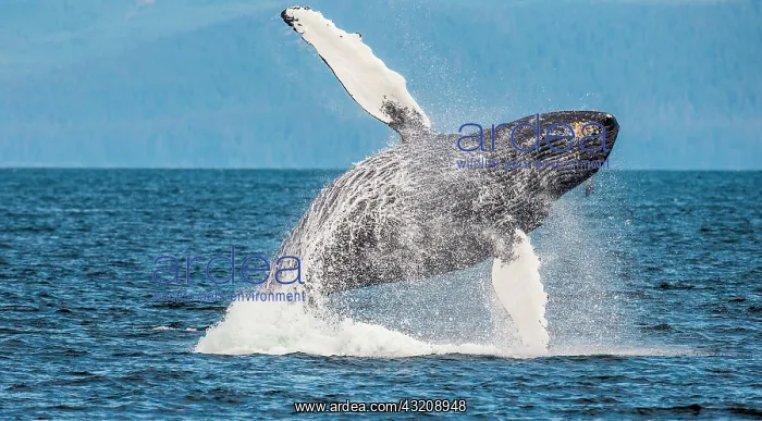 : Jumping of Humpback whale (Megaptera novaeanglia : Jumping of Humpback whale (Megaptera novaeanglia