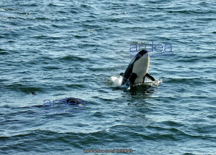 : Jumping killer whale or Orca (Orcinus orca), Strait : Jumping killer whale or Orca (Orcinus orca), Strait