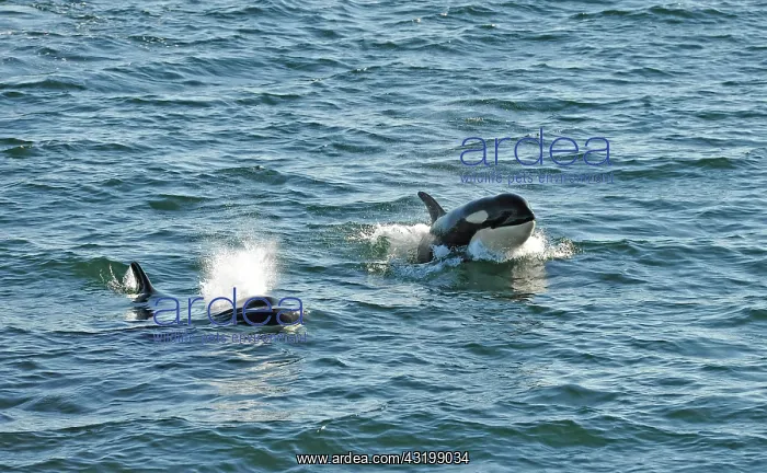 : Jumping killer whales or Orcas (Orcinus orca), Strait : Jumping killer whales or Orcas (Orcinus orca), Strait