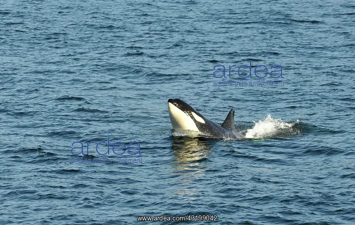 : Jumping killer whales or Orcas (Orcinus orca), Strait : Jumping killer whales or Orcas (Orcinus orca), Strait