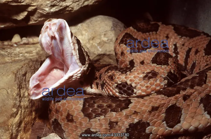 : JUMPING PIT VIPER - showing fangs : JUMPING PIT VIPER - showing fangs