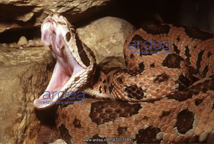 : JUMPING PIT VIPER - showing fangs : JUMPING PIT VIPER - showing fangs