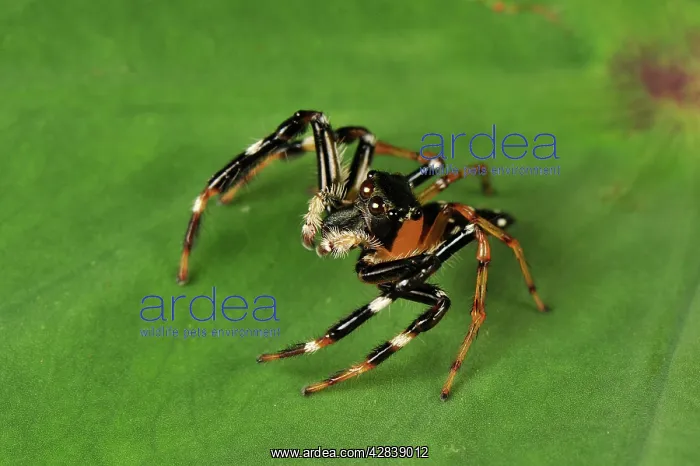 : Jumping spider : Jumping spider