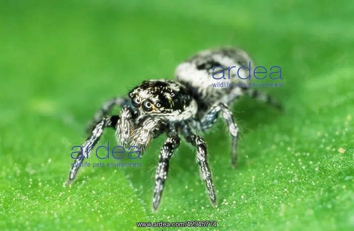 : Jumping SPIDER : Jumping SPIDER