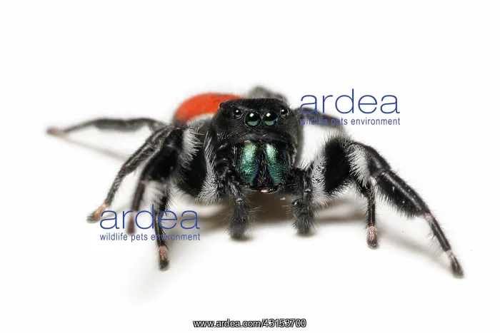 : Jumping spider : Jumping spider