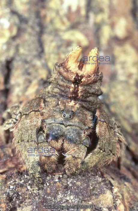 : Jumping Spider : Jumping Spider