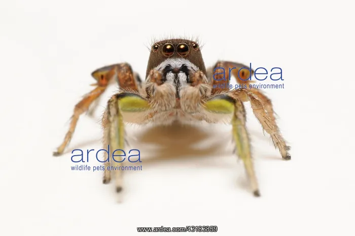 : Jumping spider : Jumping spider