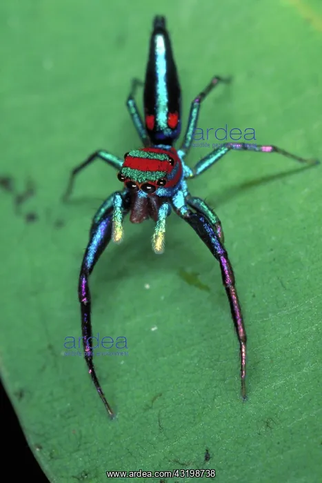 : Jumping spider : Jumping spider