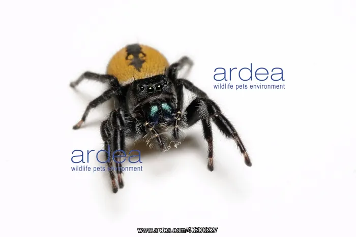  : Jumping spider