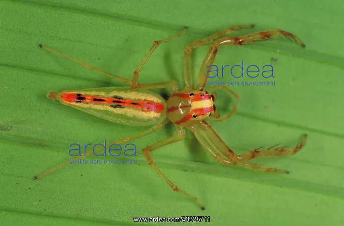 : Jumping spider : Jumping spider
