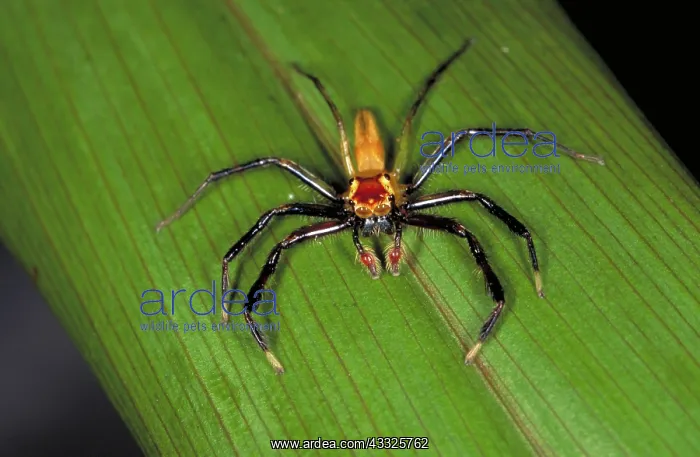 : Jumping spider : Jumping spider