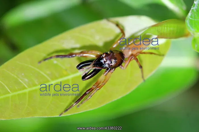 : Jumping Spider : Jumping Spider