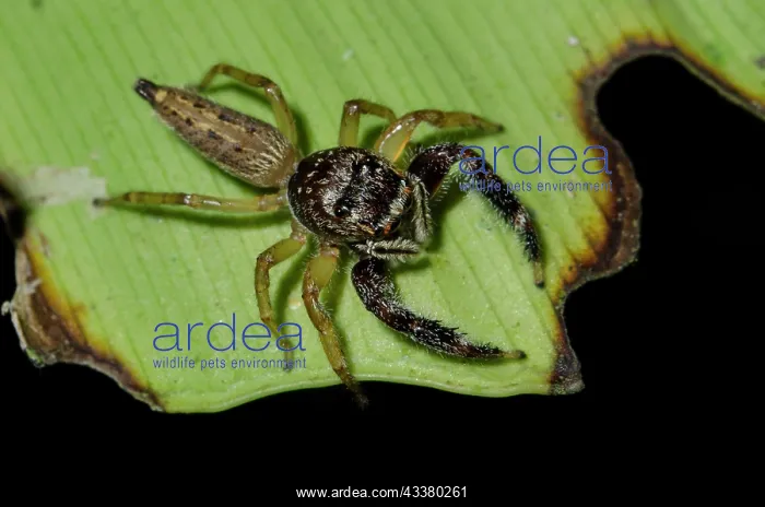 : Jumping Spider : Jumping Spider