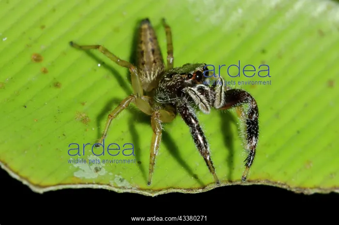 : Jumping Spider : Jumping Spider