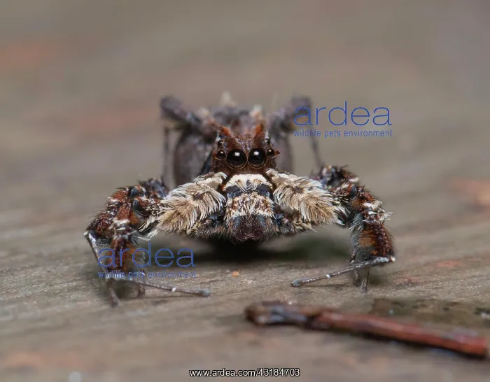  : Jumping spider (Art unbekannt) in the dry forests